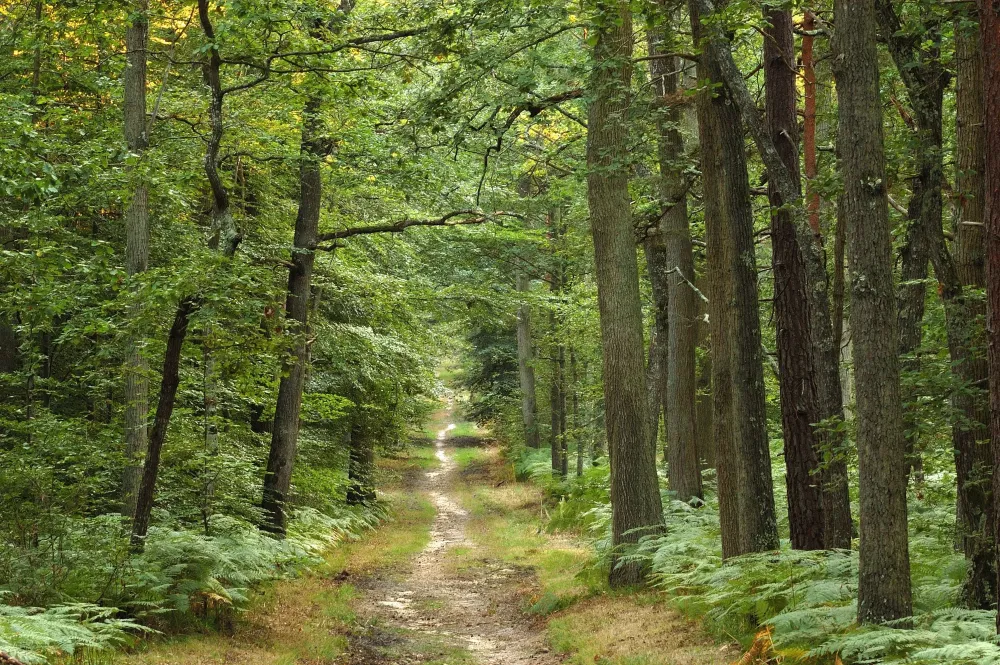 foret (2)