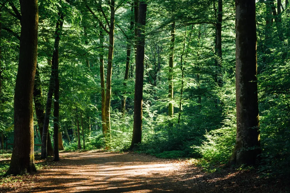 foret (1)